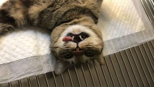 三花与猫猫爆料视频在线观看,欢乐瞬间，温馨互动