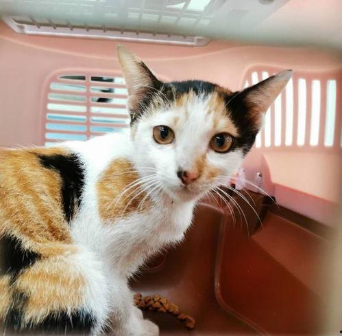 三花与猫猫爆料视频在线观看,欢乐瞬间，温馨互动  第2张