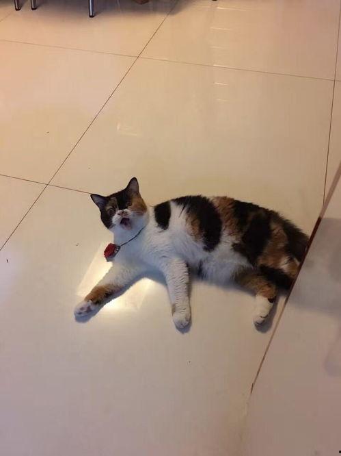 三花与猫猫爆料视频在线观看,欢乐瞬间，温馨互动  第3张