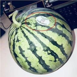定远网红吃瓜,揭秘背后真相与网络舆论风暴 第1张 定远网红吃瓜,揭秘背后真相与网络舆论风暴 第1张