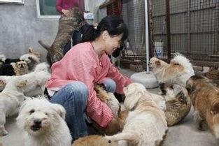 狗狗救助站爆料案例视频,失而复得的忠诚伙伴