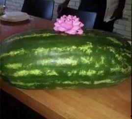 免费吃瓜买一个送一个,免费吃瓜,买一送一,共享甜蜜时光 第3张 免费吃瓜买一个送一个,免费吃瓜,买一送一,共享甜蜜时光 第3张