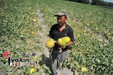 昌吉瓜地免费吃,免费畅享甜蜜瓜果盛宴