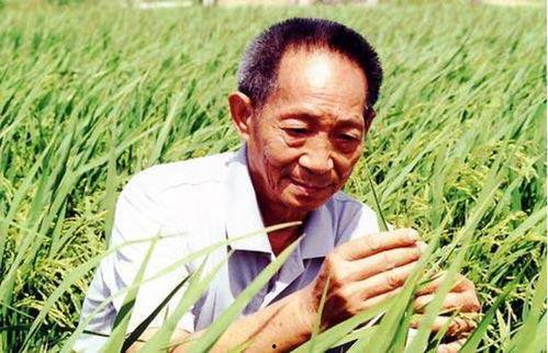 国外爆料袁隆平视频,揭秘杂交水稻传奇背后的故事
