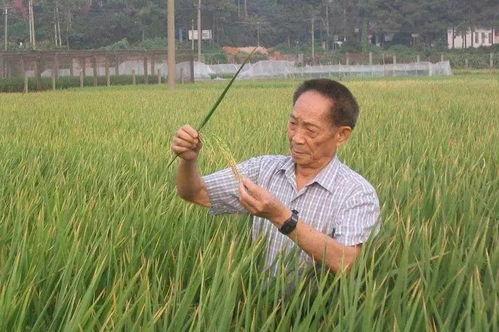 国外爆料袁隆平视频,揭秘杂交水稻传奇背后的故事 第3张 国外爆料袁隆平视频,揭秘杂交水稻传奇背后的故事 第3张