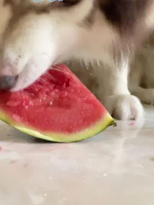 网红狗哥爆料吃瓜视频在线观看,吃瓜视频在线观看,揭秘娱乐圈幕后真相 第3张 网红狗哥爆料吃瓜视频在线观看,吃瓜视频在线观看,揭秘娱乐圈幕后真相 第3张