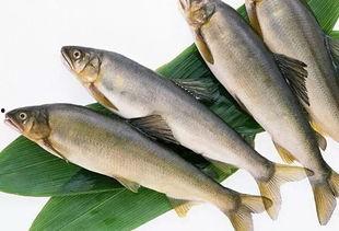 新闻爆料海鱼视频下载免费,畅享海洋生物精彩瞬间