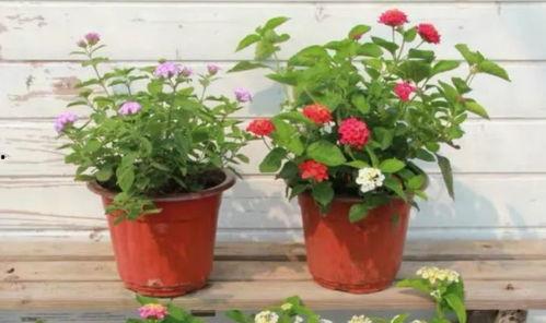 呼市美食爆料视频最新,最新爆料视频带你一网打尽  第2张