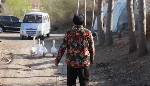 林志颖父母爆料视频事件,揭秘明星家庭背后的真相  第3张