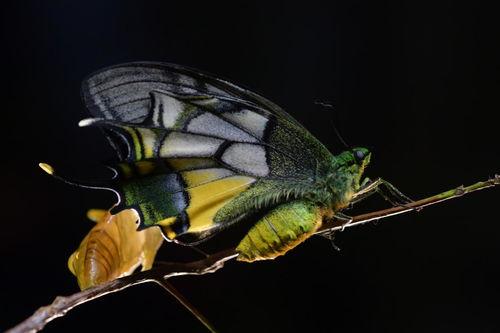 蝶中蝶5在线观看完整版 第3张 蝶中蝶5在线观看完整版 第3张