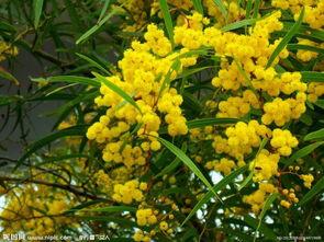 相思树 在线观看,穿越时空的浪漫邂逅  第3张